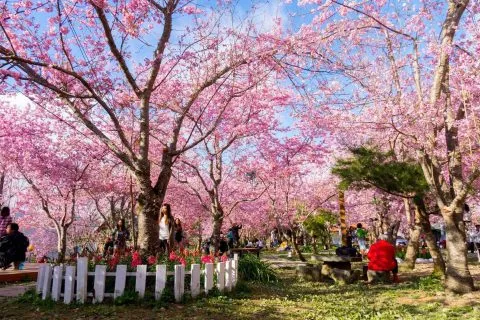 拉拉山恩愛農場 92 - Travel of Rice 小米遊記 dsc00399-1