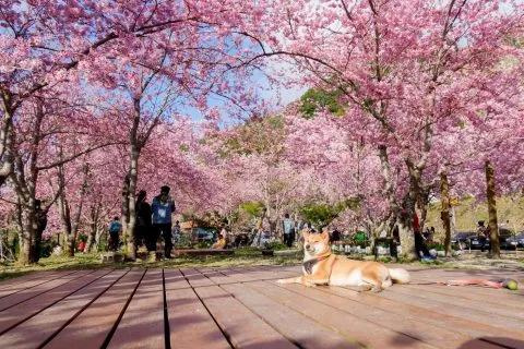 拉拉山恩愛農場 86 - Travel of Rice 小米遊記 dsc00414