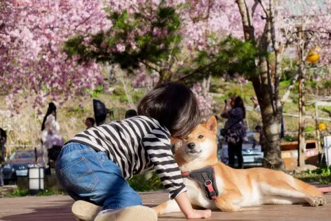 拉拉山恩愛農場 88 - Travel of Rice 小米遊記 dsc00425