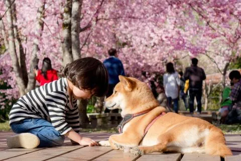 拉拉山恩愛農場 91 - Travel of Rice 小米遊記 dsc00428-1