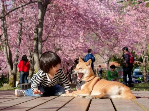 拉拉山恩愛農場 90 - Travel of Rice 小米遊記 dsc00433
