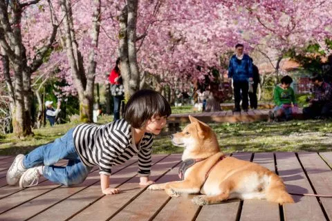 拉拉山恩愛農場 89 - Travel of Rice 小米遊記 dsc00437