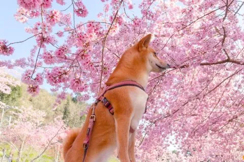 拉拉山恩愛農場 80 - Travel of Rice 小米遊記 dsc00501