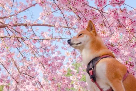 拉拉山恩愛農場 77 - Travel of Rice 小米遊記 dsc00507-1