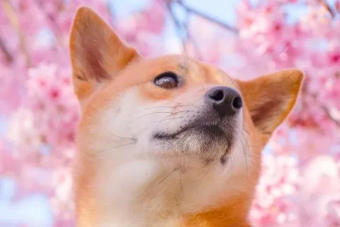 拉拉山恩愛農場 78 - Travel of Rice 小米遊記 dsc00509