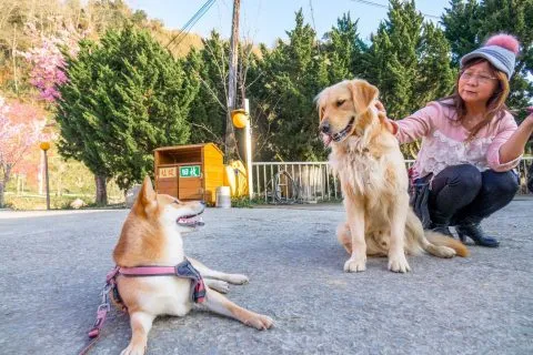 拉拉山恩愛農場 95 - Travel of Rice 小米遊記 dsc00534