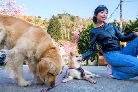 拉拉山恩愛農場 94 - Travel of Rice 小米遊記 dsc00538