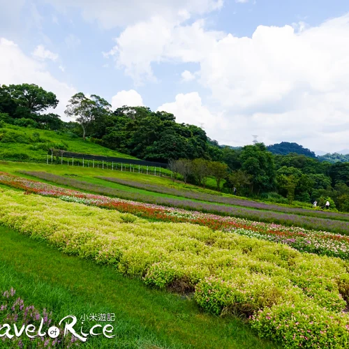 大溪花海 8 - Travel of Rice 小米遊記