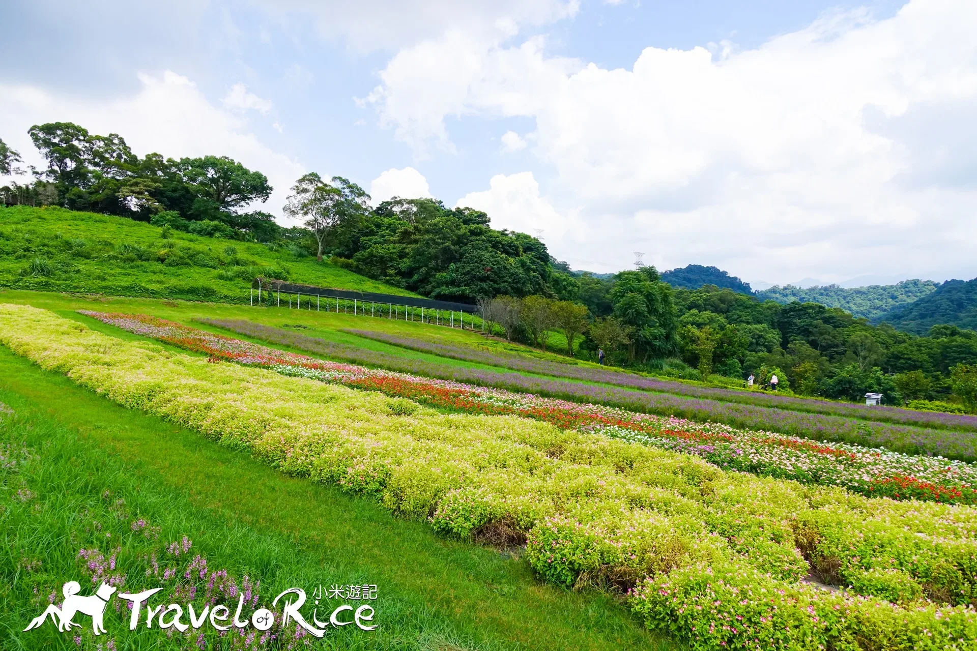 大溪花海 14 - Travel of Rice 小米遊記