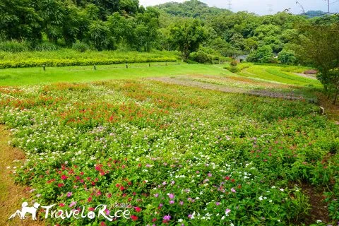 大溪花海 16 - Travel of Rice 小米遊記