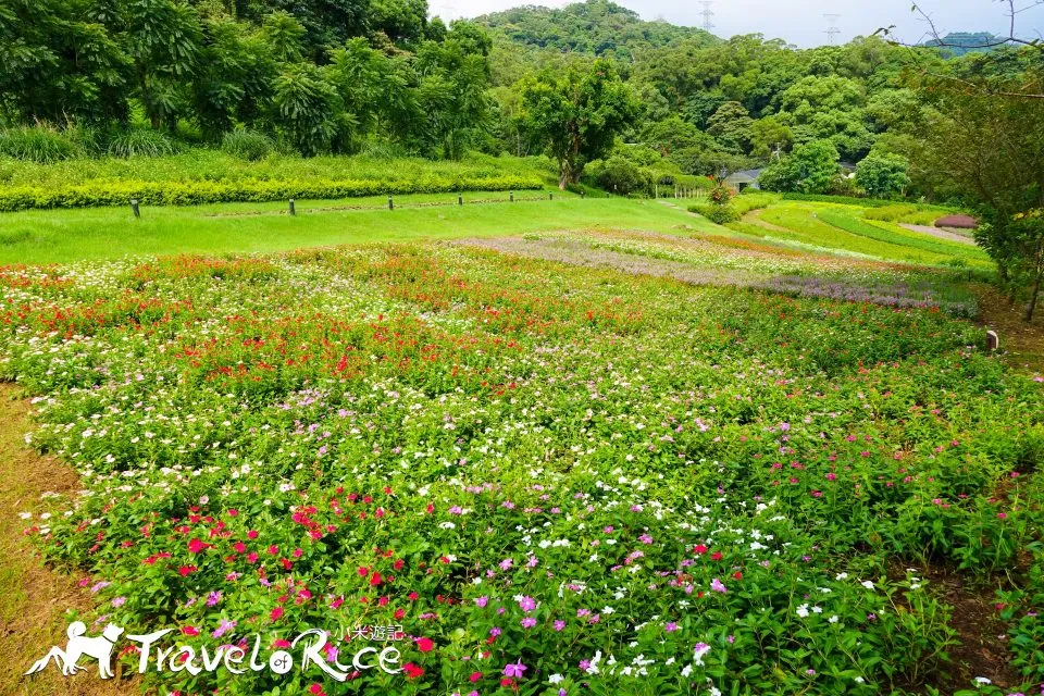 大溪花海 16 - Travel of Rice 小米遊記