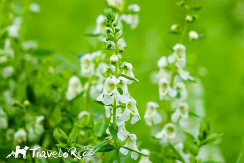 大溪花海 15 - Travel of Rice 小米遊記