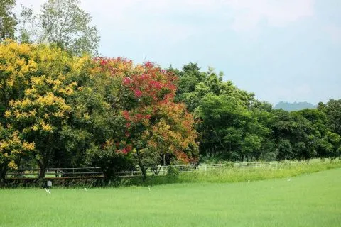走馬瀨農場 33 - Travel of Rice 小米遊記 走馬瀨農場 31 - Travel of Rice 小米遊記