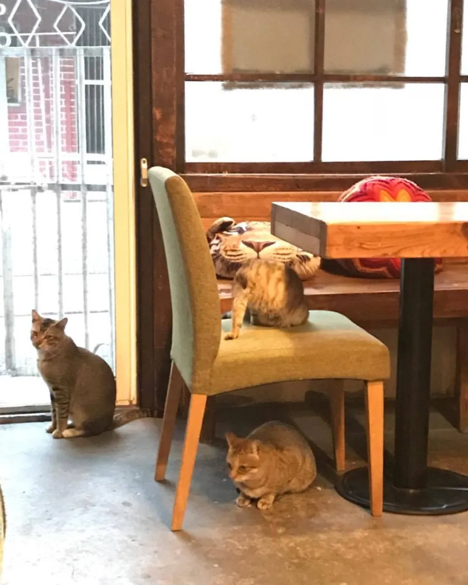 丑咖啡 BU-SU café(大溪店) 45 - Travel of Rice 小米遊記