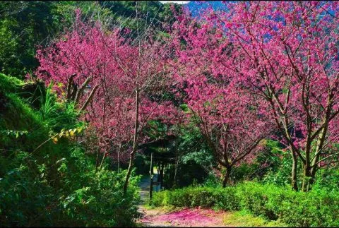 花岩山林 33 - Travel of Rice 小米遊記