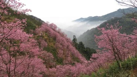 花岩山林 50 - Travel of Rice 小米遊記