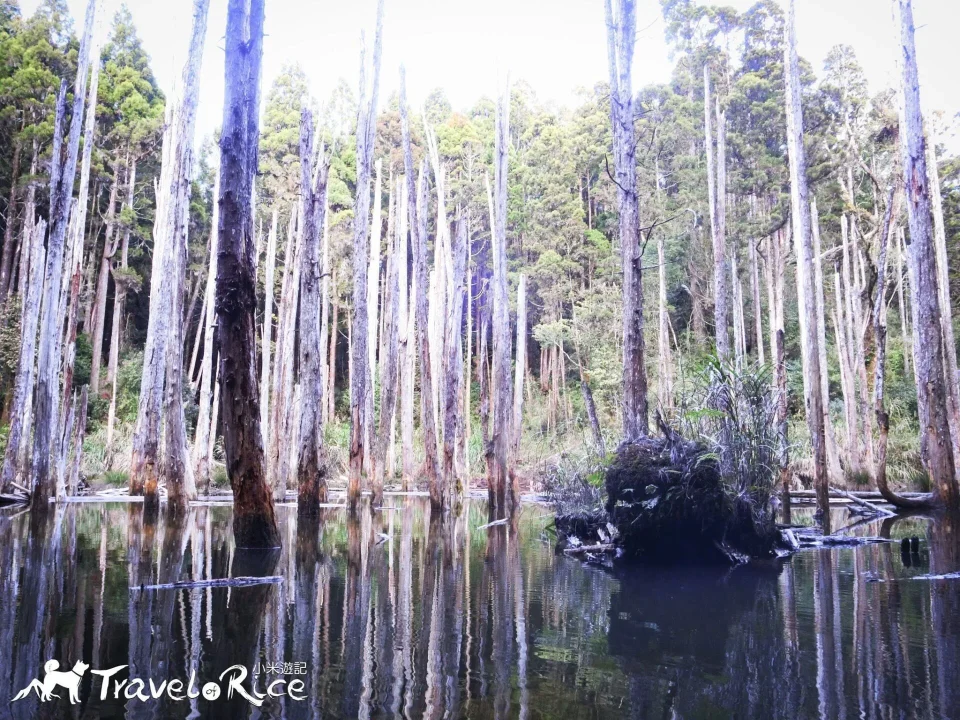 忘憂森林 15 - Travel of Rice 小米遊記 cimg5409-1