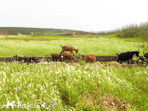 外垵漁村 13 - Travel of Rice 小米遊記