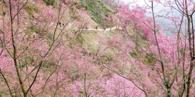 大熊櫻花林 24 - Travel of Rice 小米遊記