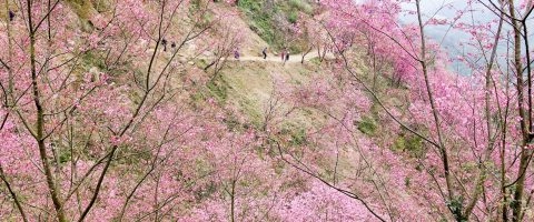 大熊櫻花林 7 - Travel of Rice 小米遊記