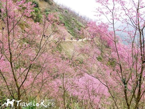 大熊櫻花林 24 - Travel of Rice 小米遊記