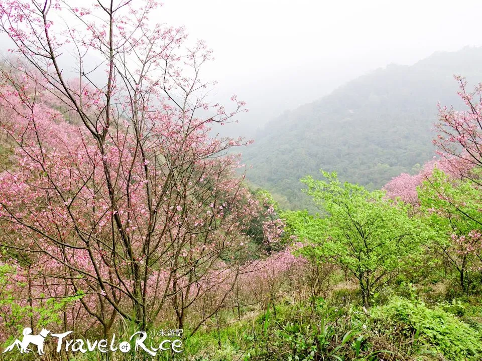 大熊櫻花林 13 - Travel of Rice 小米遊記