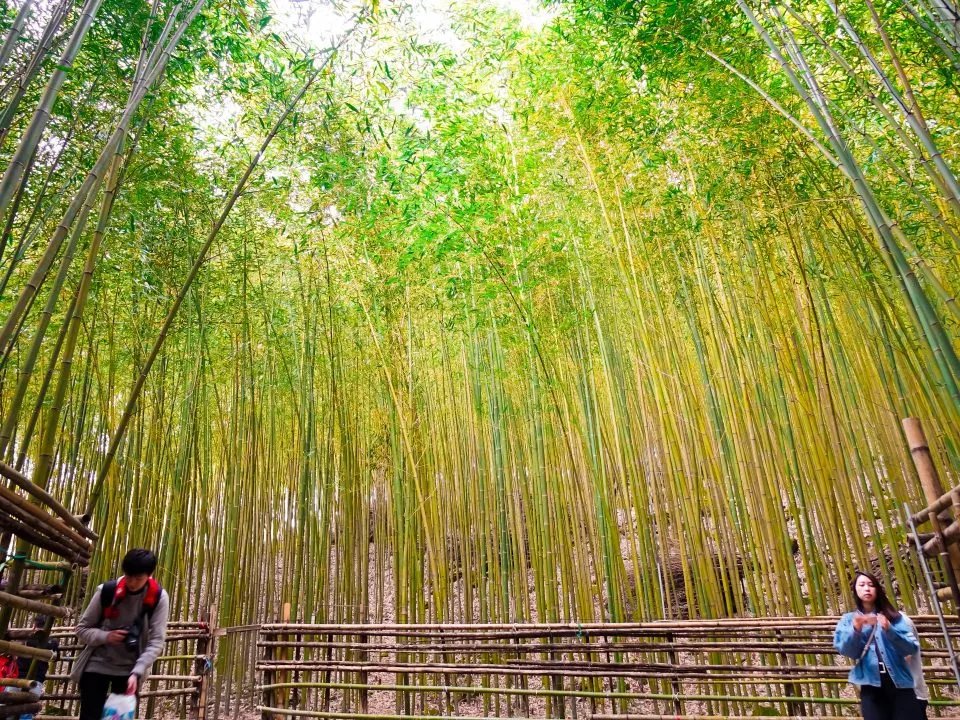 烏嘎彥竹林 14 - Travel of Rice 小米遊記