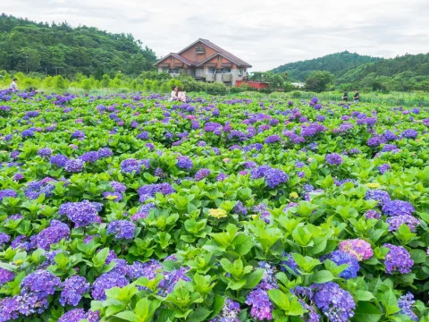 頂湖財福繡球花 10 - Travel of Rice 小米遊記