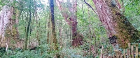 司馬庫斯巨木群 10 - Travel of Rice 小米遊記