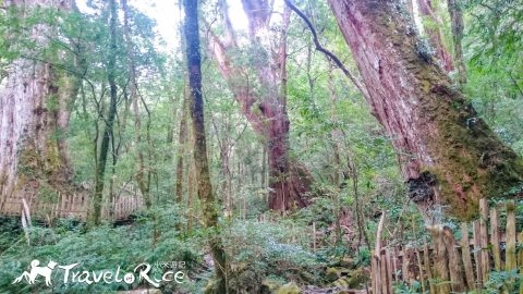 司馬庫斯巨木群 17 - Travel of Rice 小米遊記 司馬庫斯巨木群 7 - Travel of Rice 小米遊記