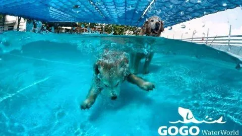 GoGo WaterWorld狗狗水世界 狗狗半島酒店 13 - Travel of Rice 小米遊記 gogo2bwaterworld_25e8258b259725e625a02597_03-1