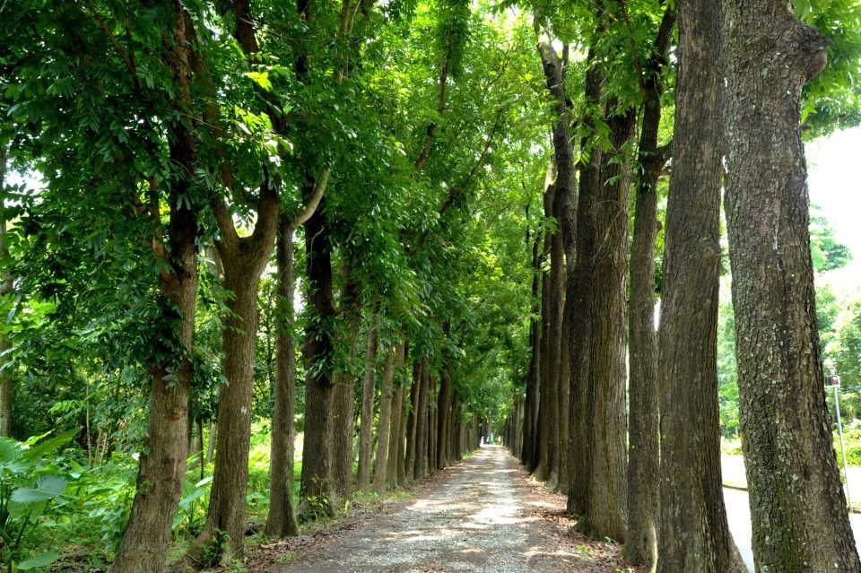新威森林公園 17 - Travel of Rice 小米遊記 新威森林公園 15 - Travel of Rice 小米遊記