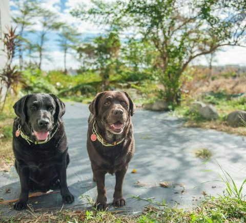 台東旅行者 12 - Travel of Rice 小米遊記