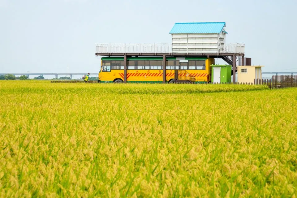 外埔忘憂谷 20 - Travel of Rice 小米遊記
