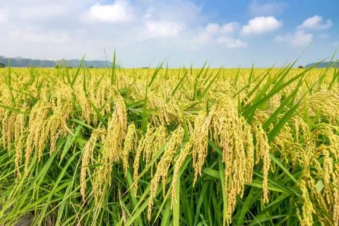 外埔忘憂谷 17 - Travel of Rice 小米遊記 dsc00027-2