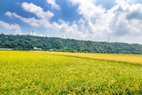 外埔忘憂谷 21 - Travel of Rice 小米遊記 外埔忘憂谷 17 - Travel of Rice 小米遊記