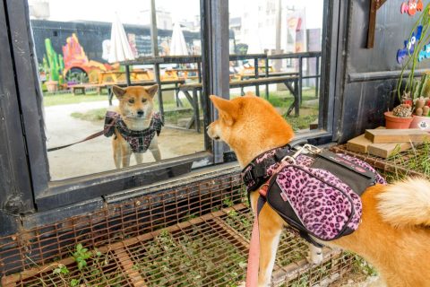 不想毛孩被拒門外先看懂狗兒在說什麼