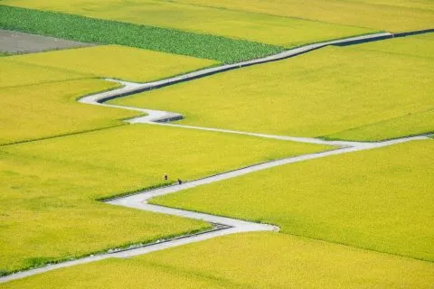 外埔忘憂谷 20 - Travel of Rice 小米遊記 外埔忘憂谷 16 - Travel of Rice 小米遊記
