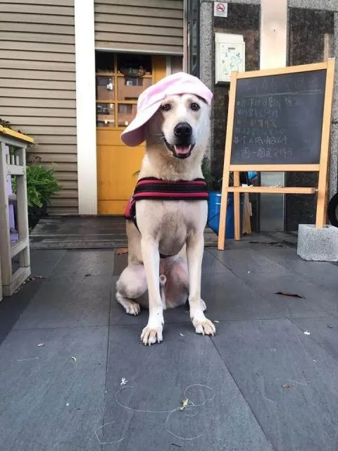 Bon appétit葩那貝蒂 17 - Travel of Rice 小米遊記 葩那貝蒂_高雄_03.jpg