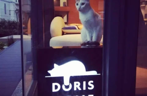 朵麗絲的家DORIS HOME 15 - Travel of Rice 小米遊記