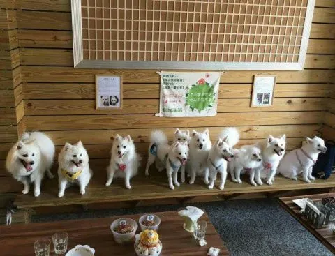 GoGo Coffee饗食樂園 26 - Travel of Rice 小米遊記 GoGo Coffee_新北_10.jpg