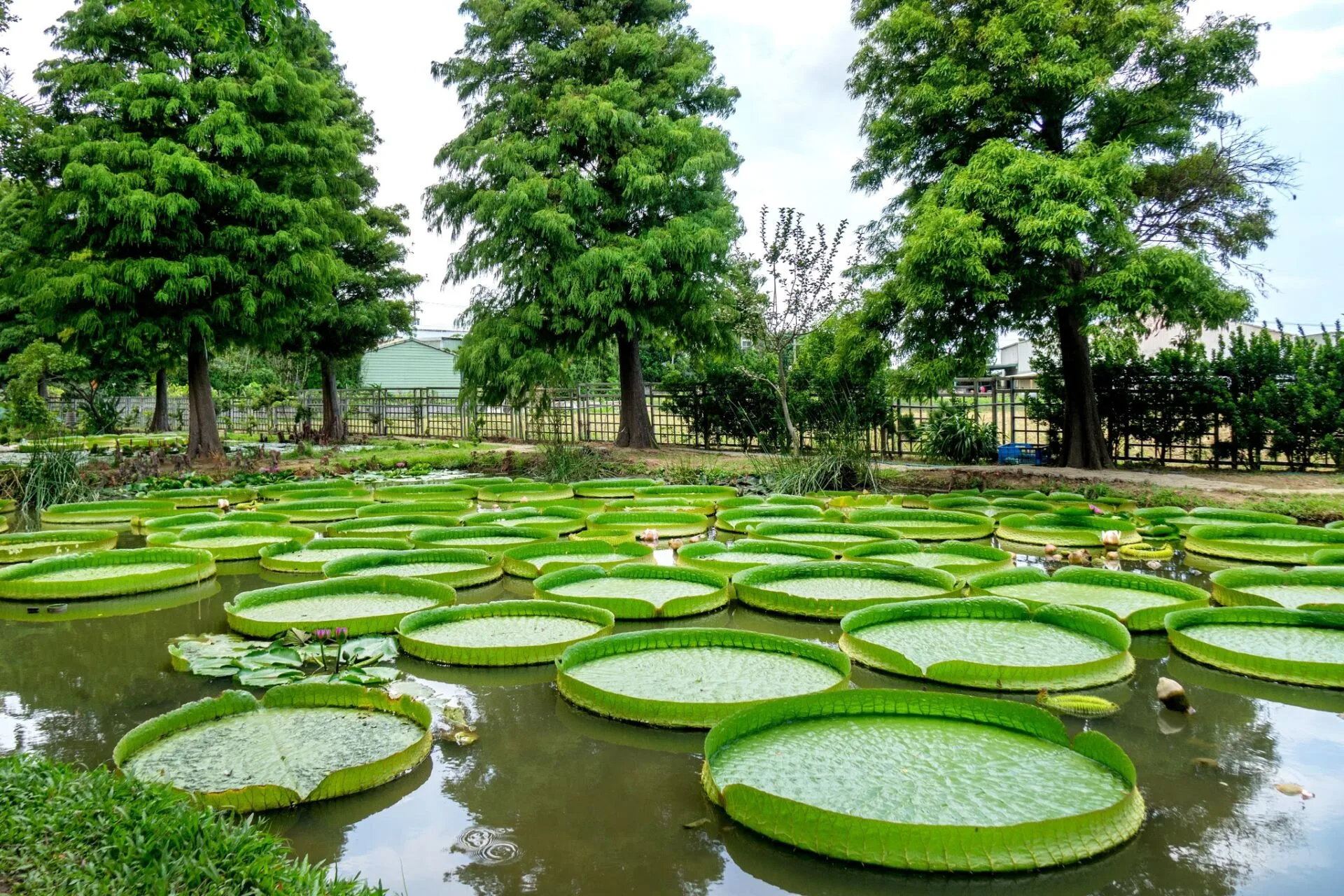 蓮荷園休閒農場 40 - Travel of Rice 小米遊記