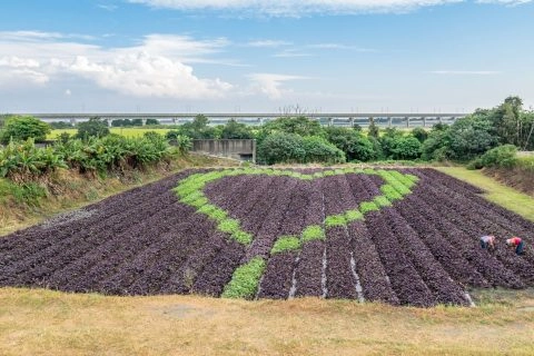 田在芯頭彩繪愛心田 13 - Travel of Rice 小米遊記
