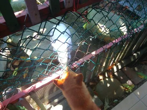 林家古厝_桃園_06.JPG