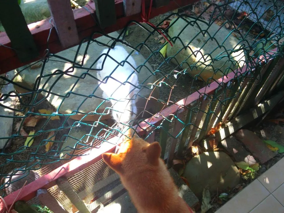 林家古厝_桃園_06.JPG
