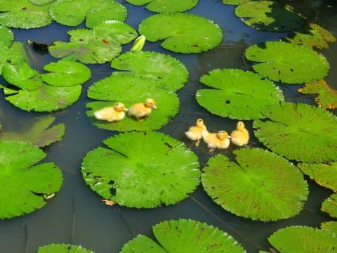 林家古厝_桃園_07.JPG