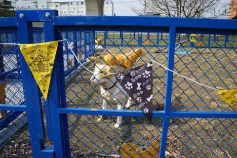 竹東狗狗公園_新竹_02.jpg