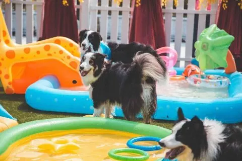 Little Monster小怪物狗咖啡廳 13 - Travel of Rice 小米遊記 Little Monster小怪物狗咖啡廳 11 - Travel of Rice 小米遊記