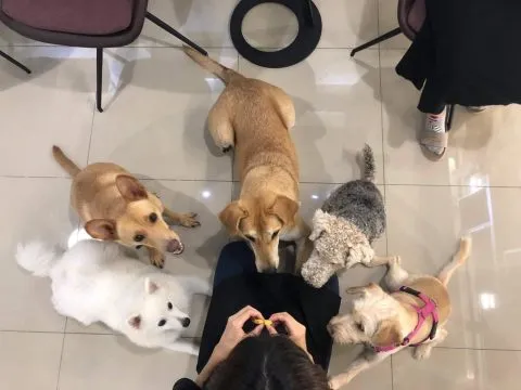 Little Monster小怪物狗咖啡廳 14 - Travel of Rice 小米遊記 little2bmonster_25e525bd25b025e5258c2596_05-2