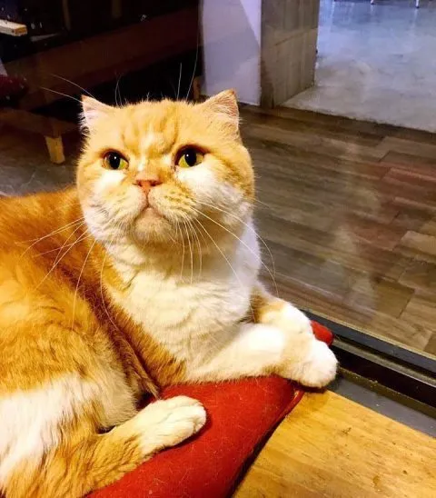 25e825b2259325e625a3259225e625a32592_25e8258a25b125e8259325ae_06-1